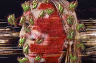 Parasite
