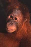 F&eacute;roce